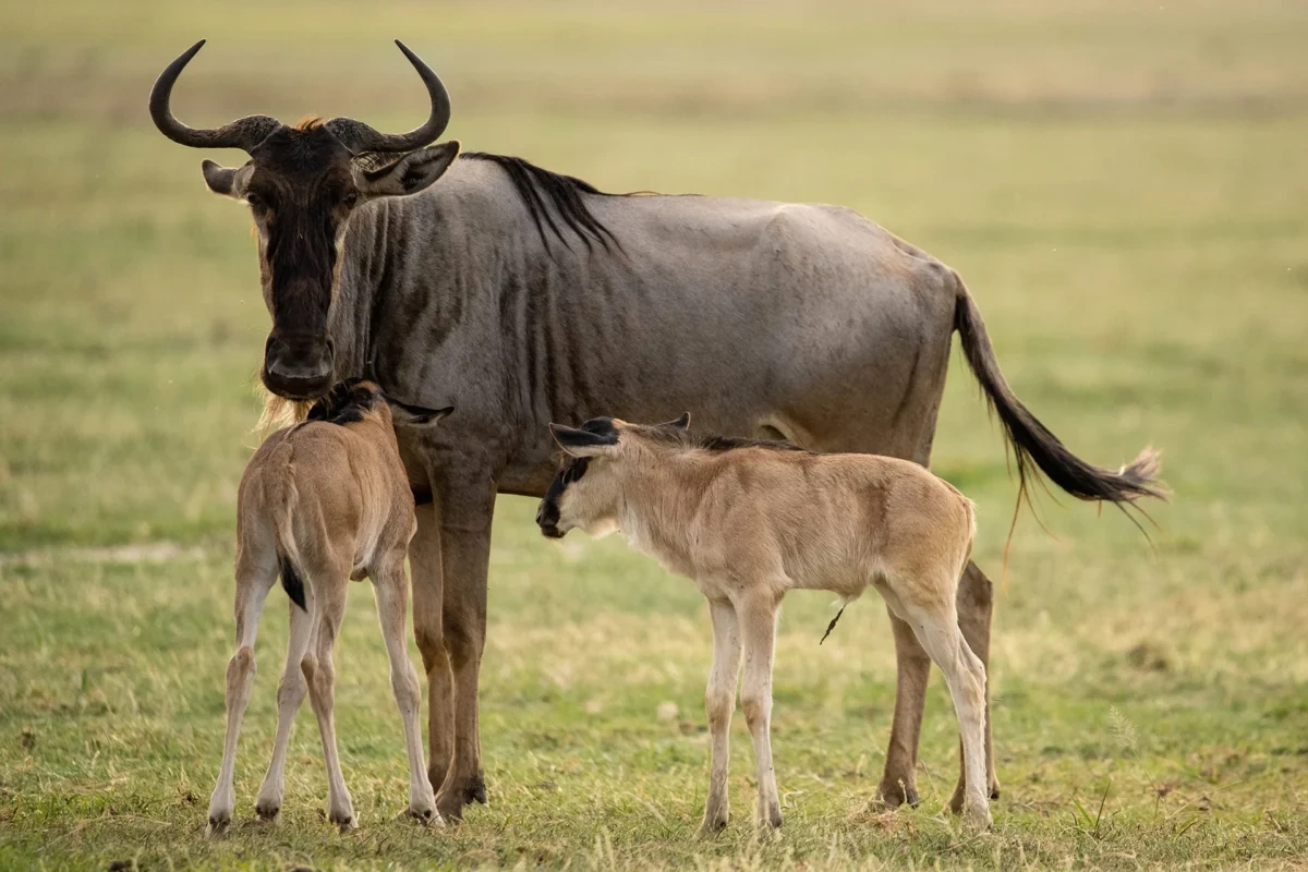 7-day southern and central Serengeti migration safari in Tanzania