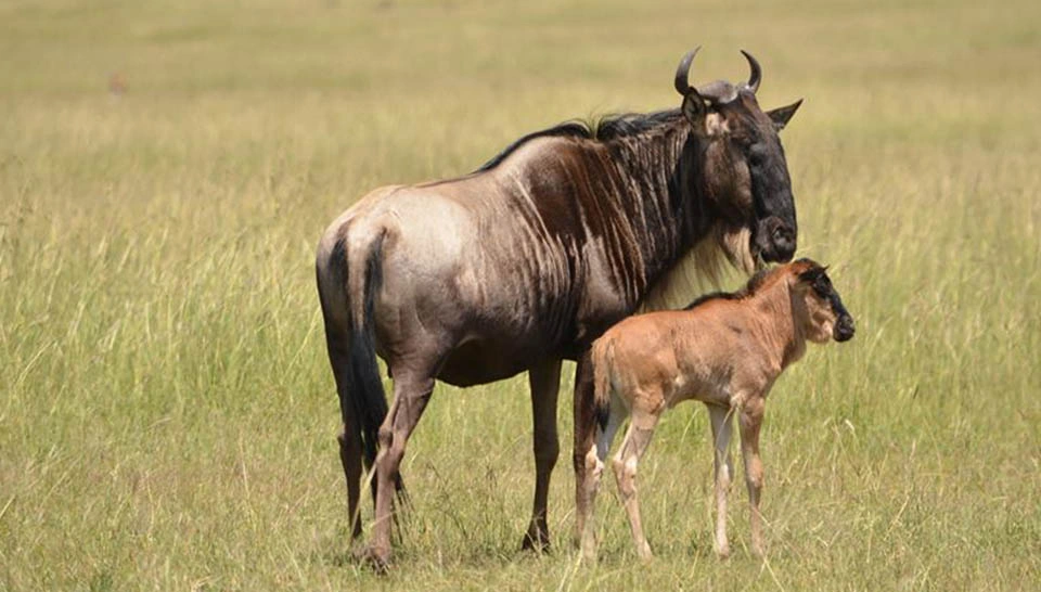 5-day Ndutu calving season migration safari in southern Serengeti