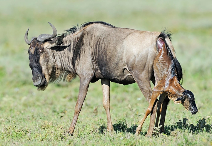 6 days Ndutu calving and Ngorongoro crater safari in Tanzania