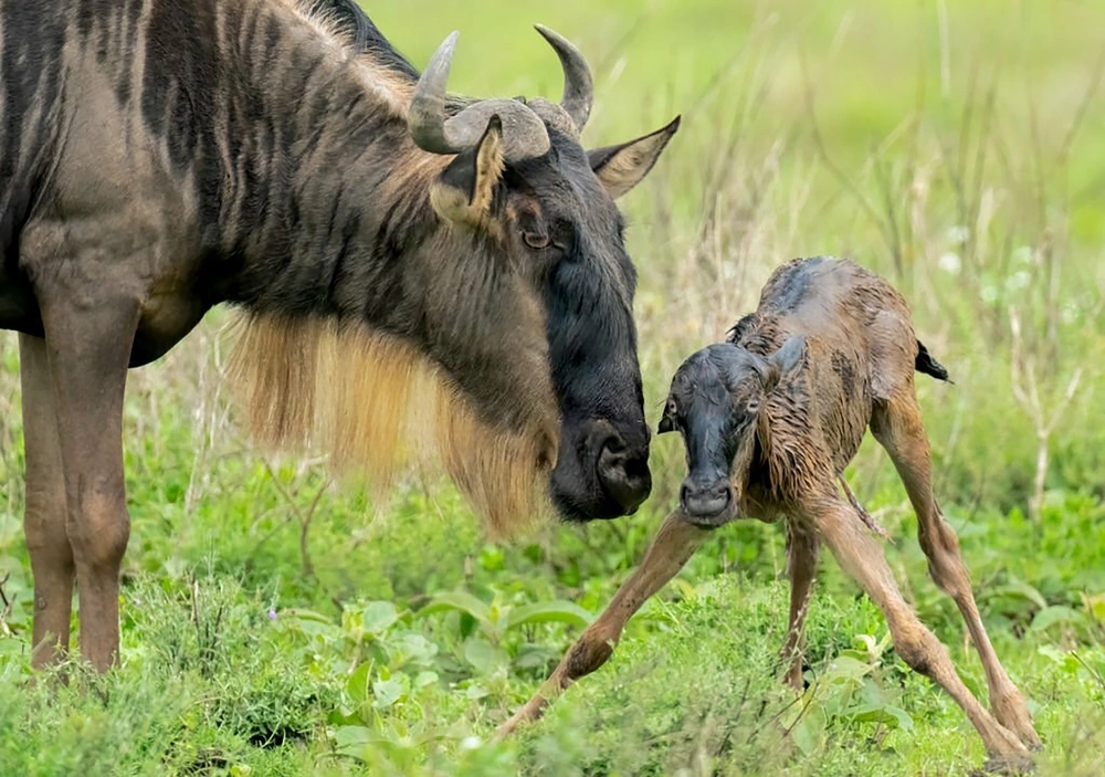 Southern Serengeti and Ndutu migration safari area for calving season