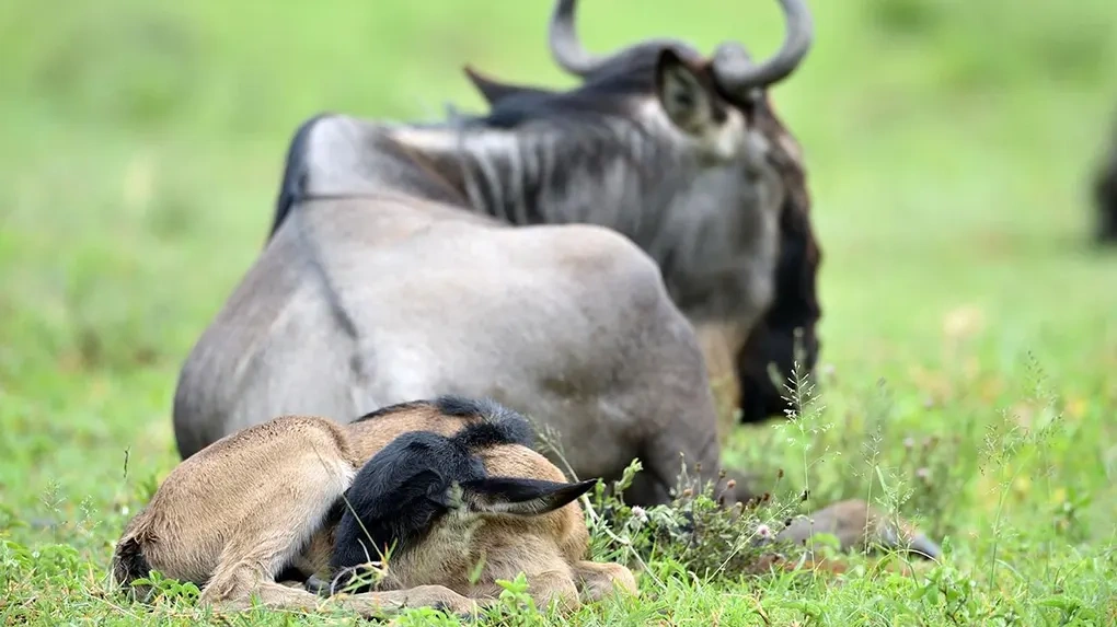 Calving season safari in southern Serengeti and Ndutu from December to March