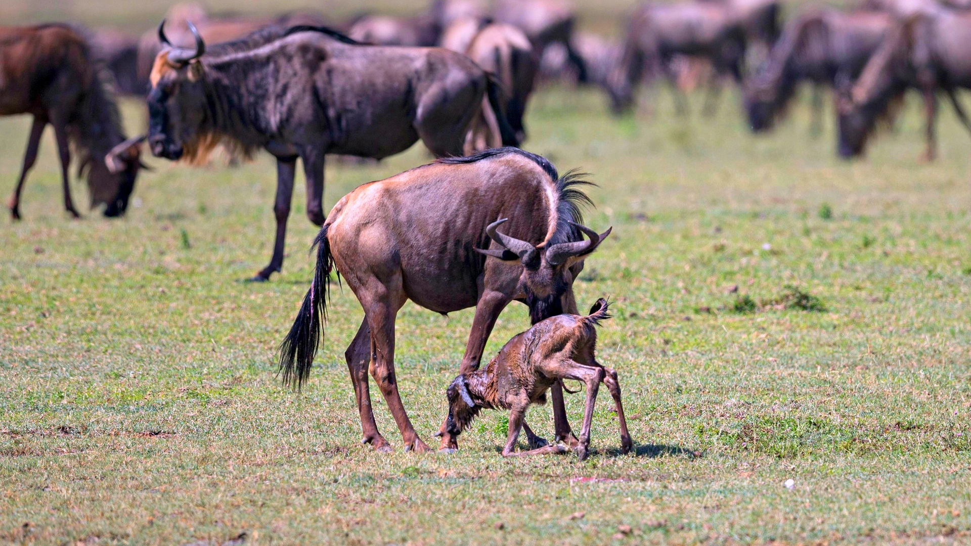 6-day southern Serengeti migration safari during calving season
