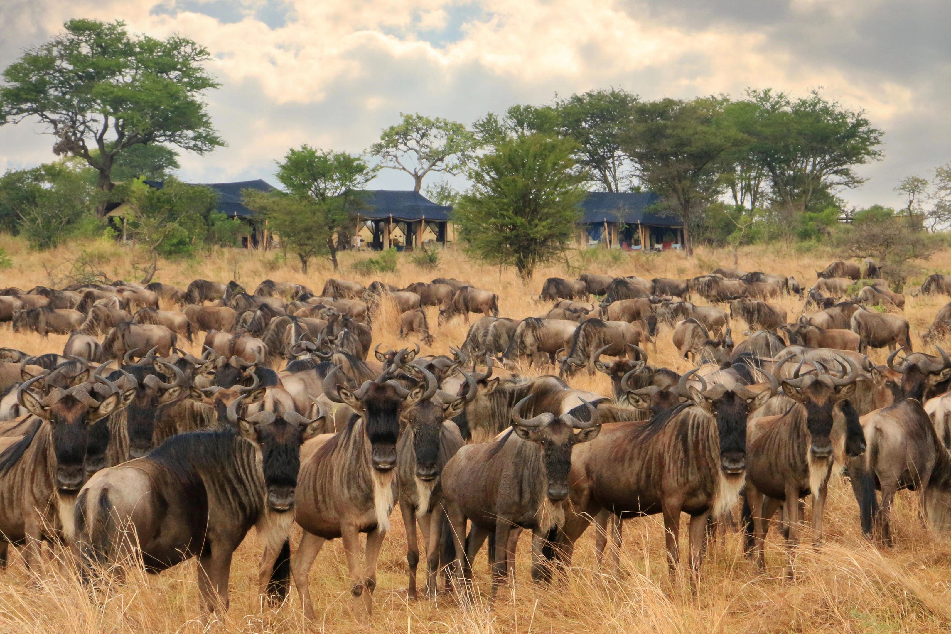Northern Serengeti migration safari near Mara River and Kogatende