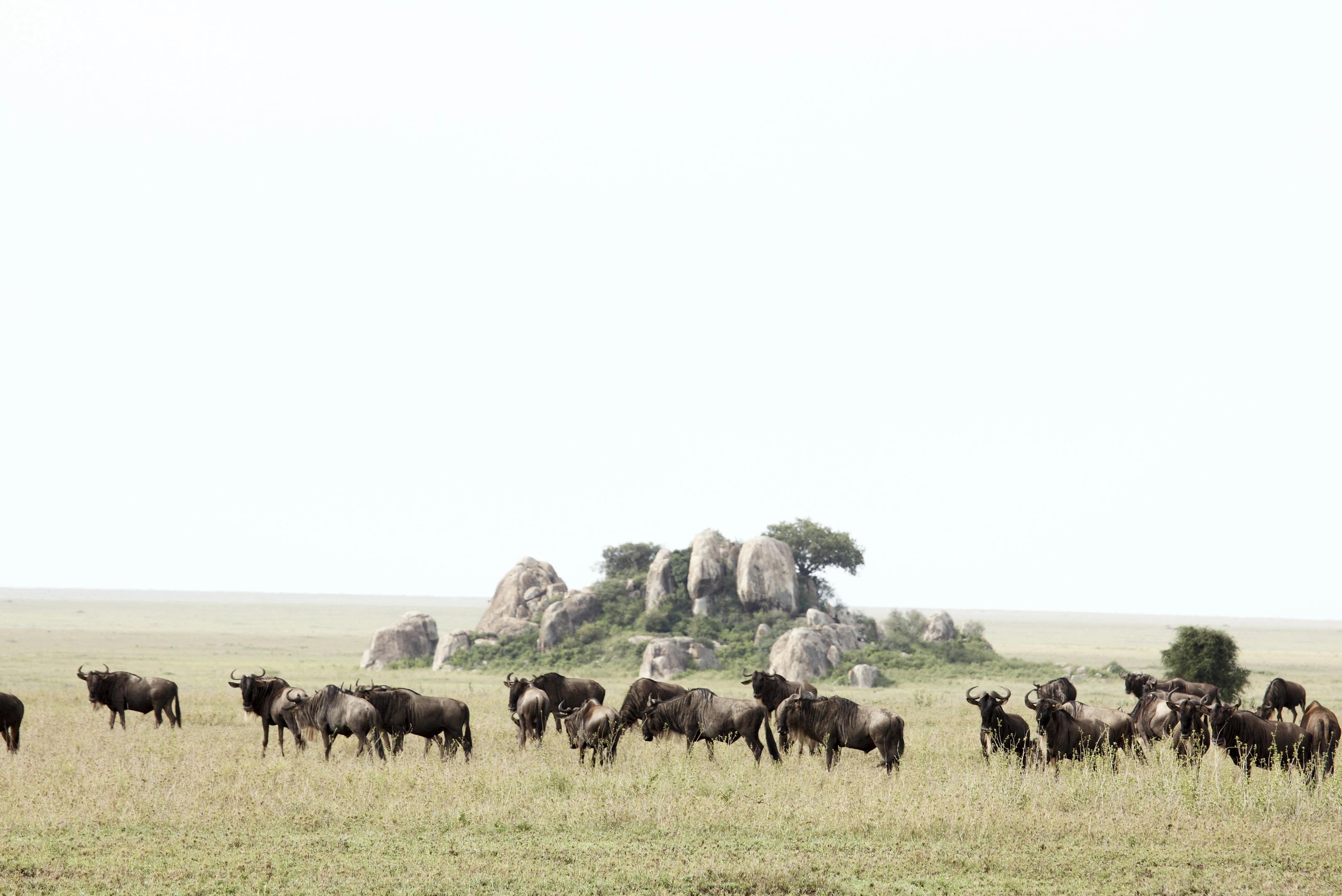 12 days grand East Africa great migration journey across Tanzania and Kenya