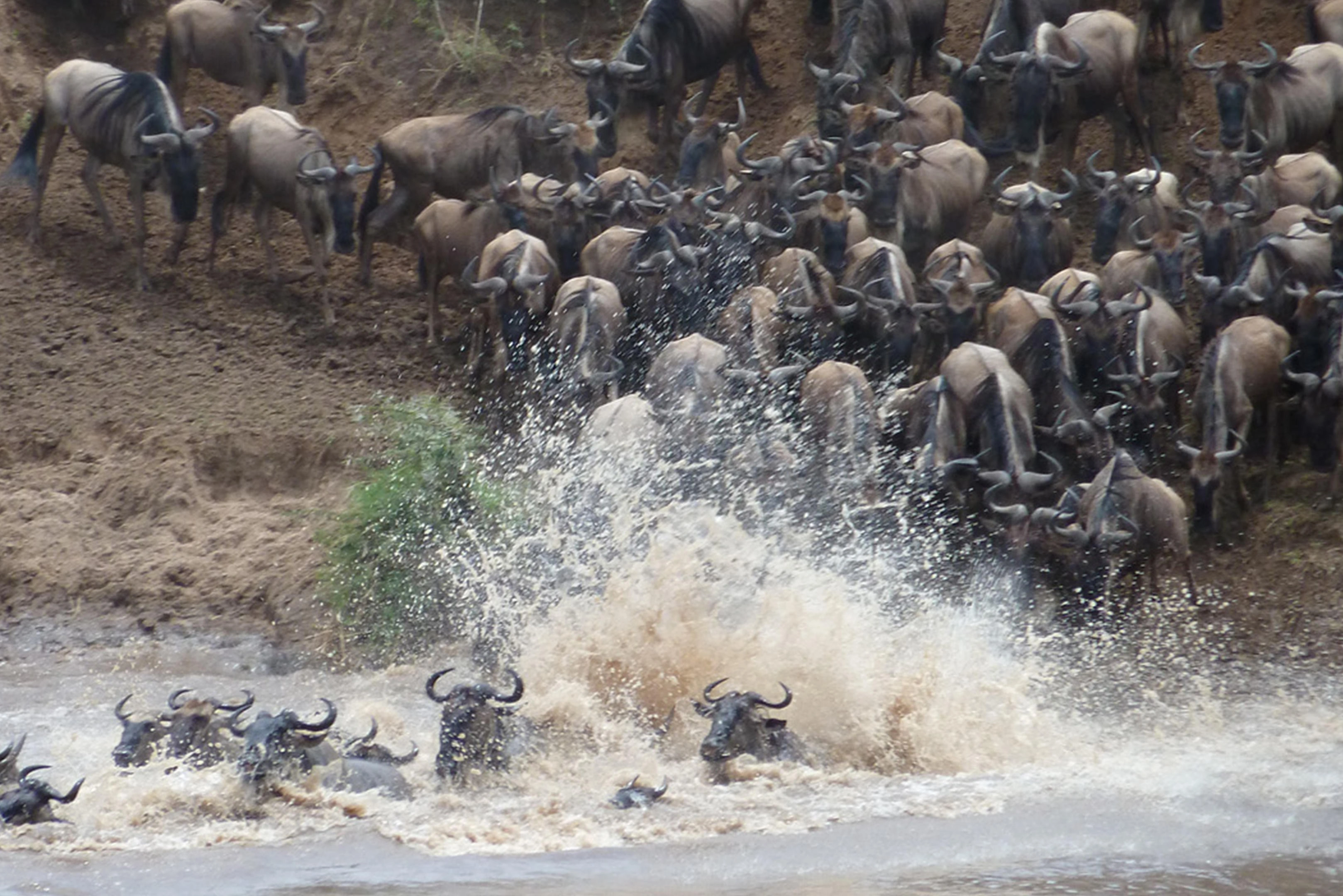 8 days bush to beach great migration and Zanzibar safari holiday