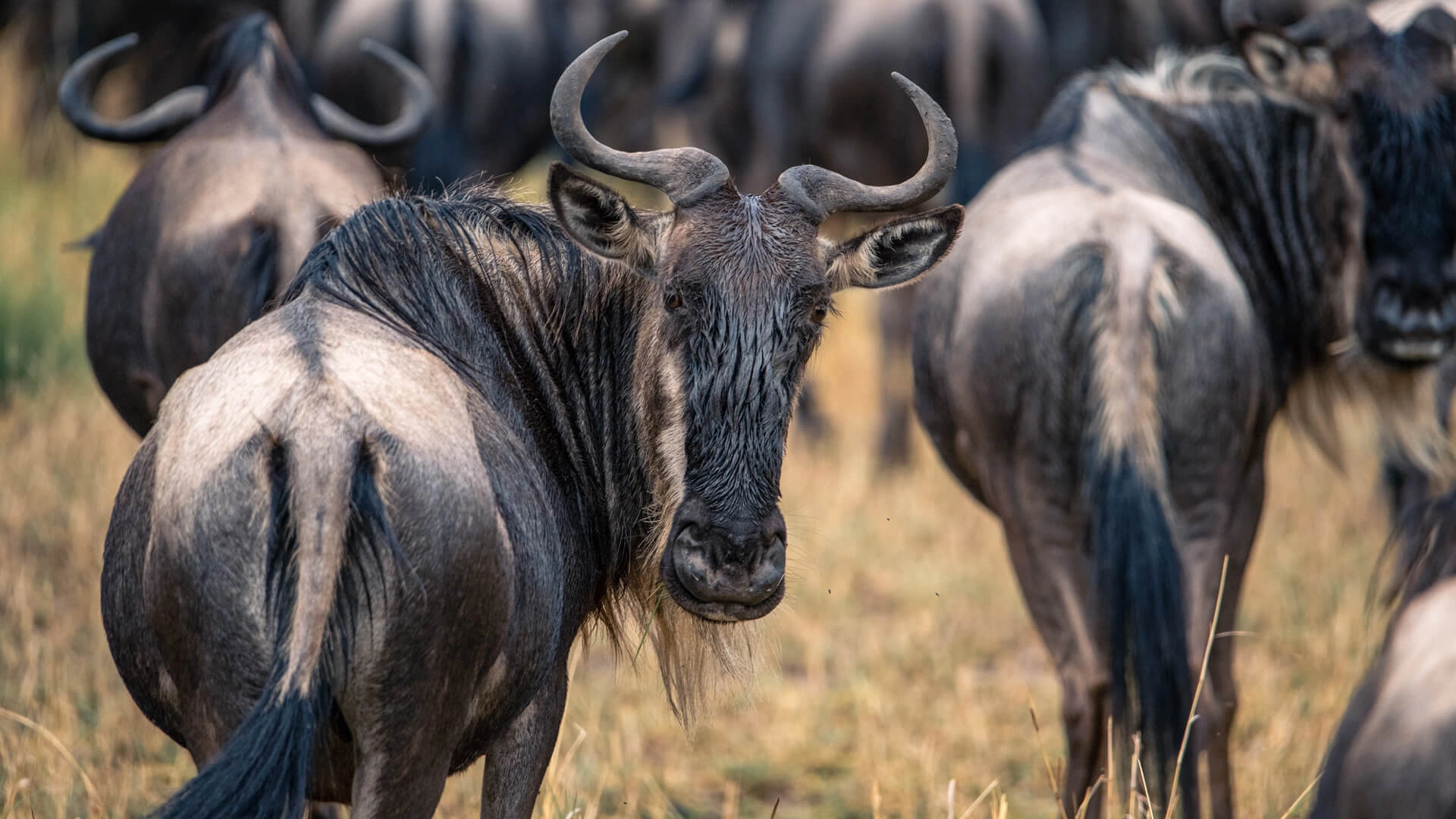 Central Serengeti migration movement as the herds travel north through Tanzania