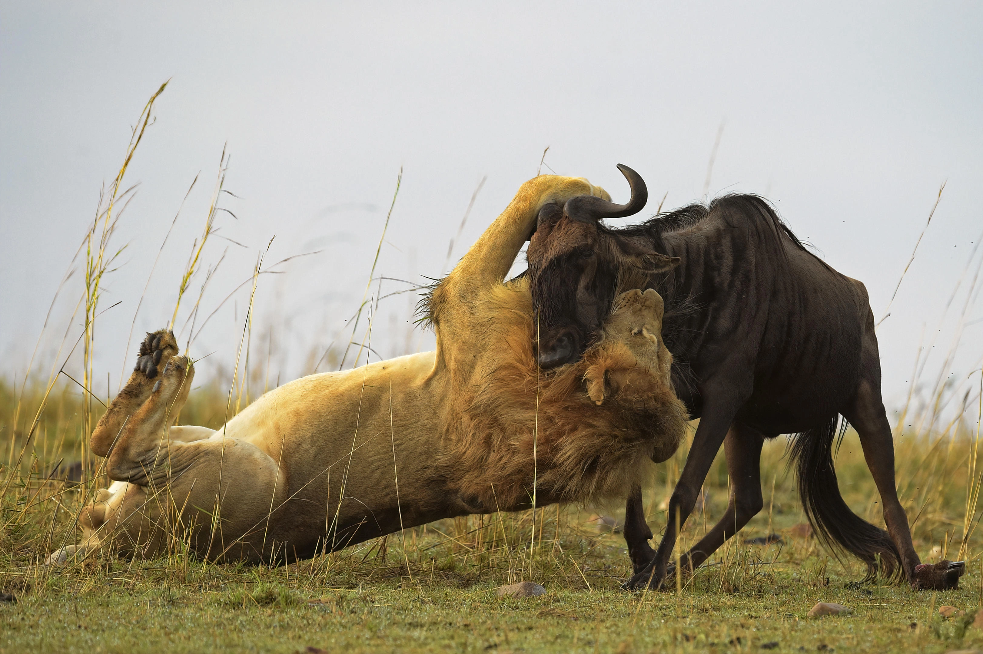 8-day northern Serengeti migration safari for river crossing season